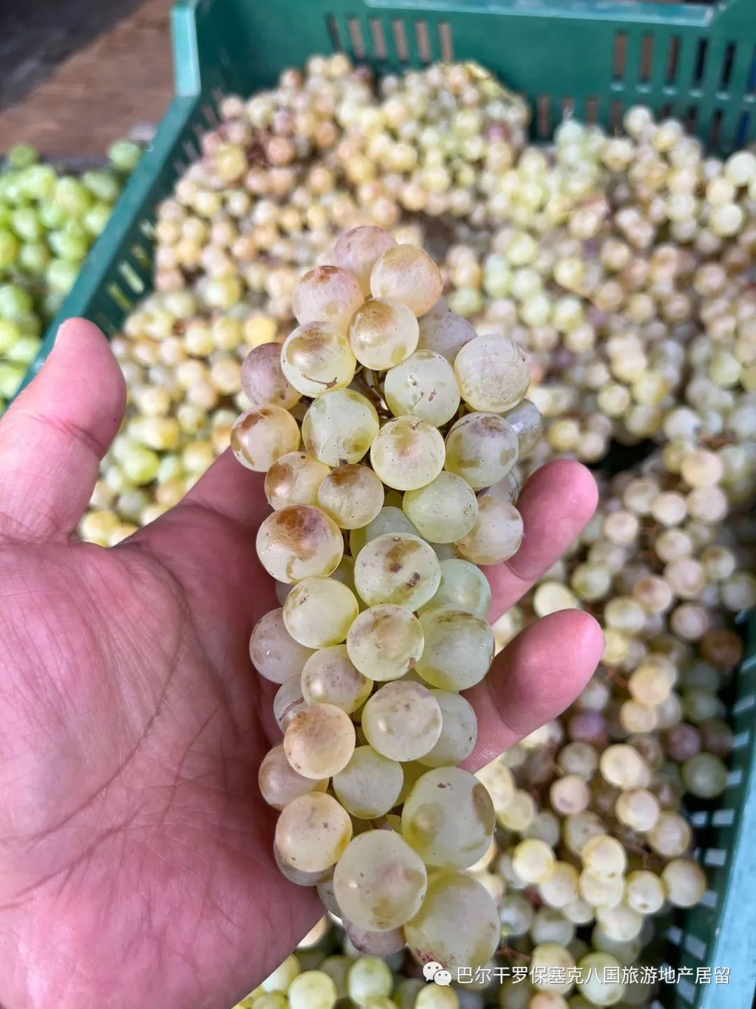 罗马尼亚蔬菜,罗马尼亚大型水果批发市场