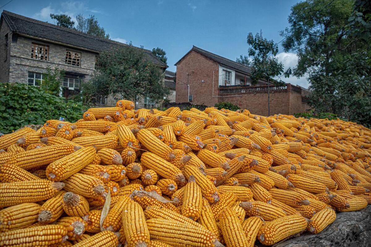 农村撤并村庄后还能盖回去吗,2021农村要村庄撤并吗