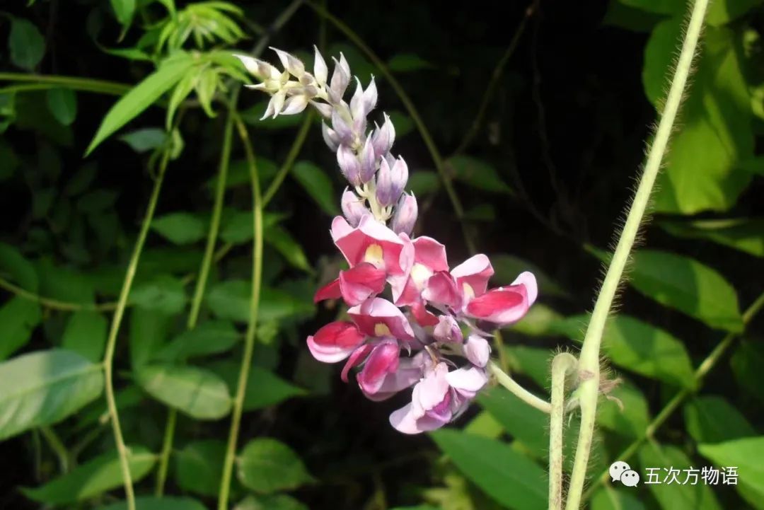 根类食物大全 (5种根菜类的食材)