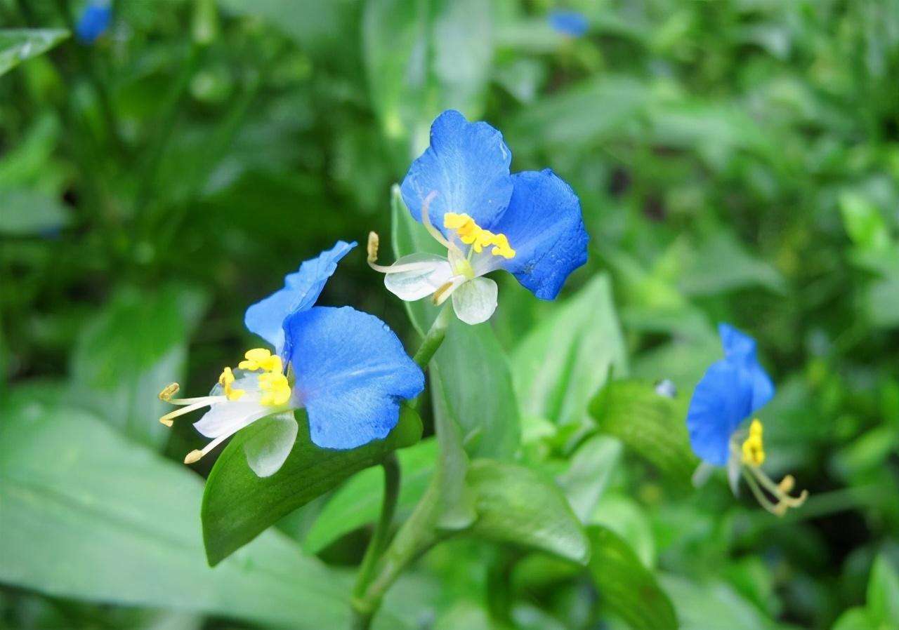 清明期间开的野花有哪些,清明节野花