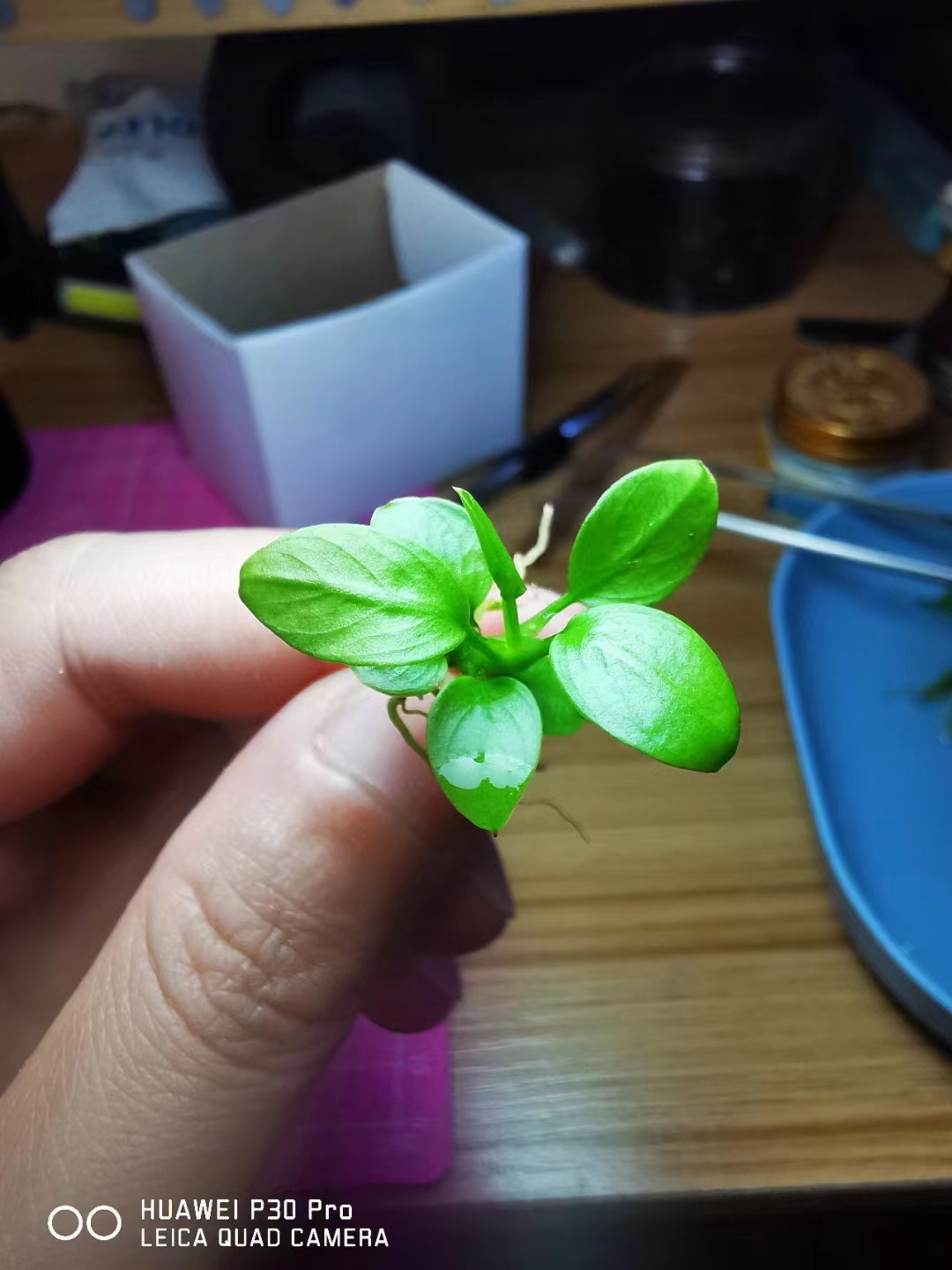 迷你尖叶水榕,迷你水榕和小水榕哪个叶片更好看