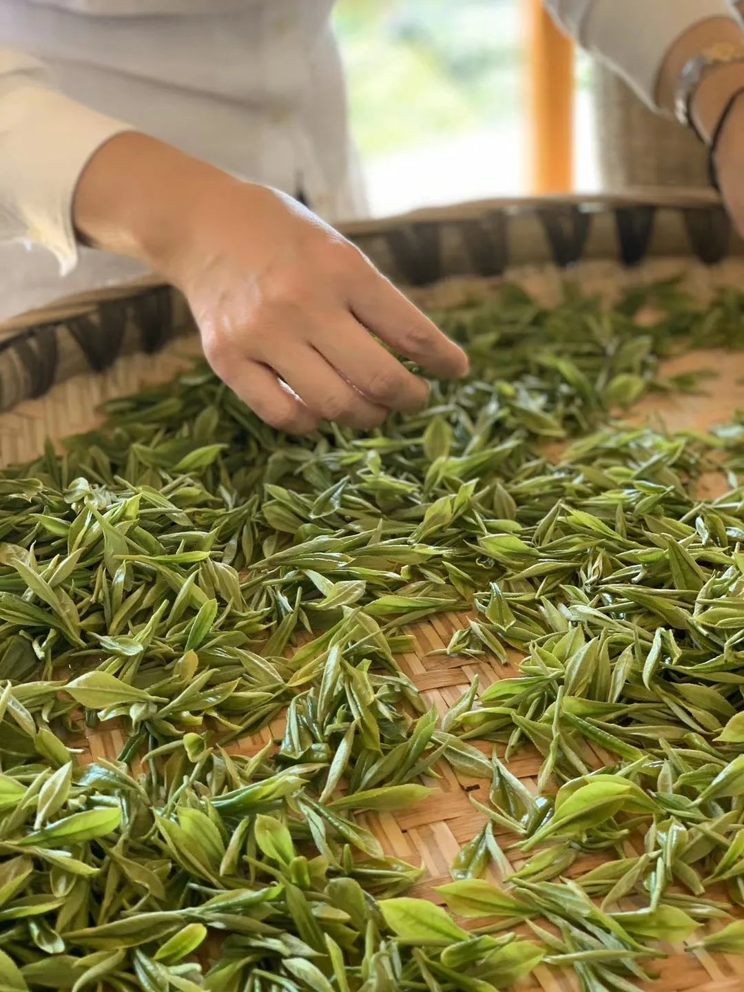 四川大山里有啥名贵药材,四川农村的十大特产