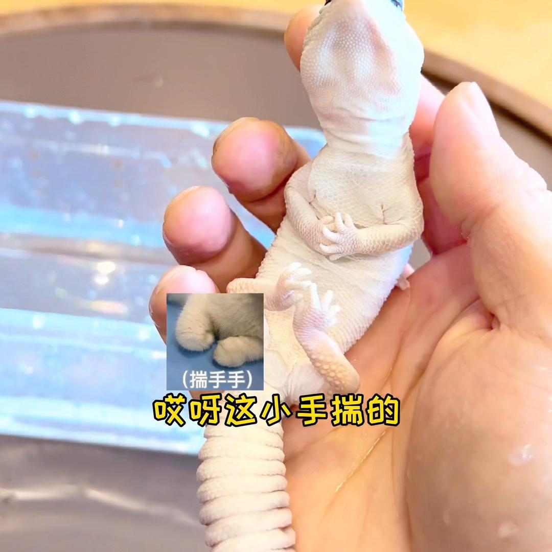 妲己守宫蜕皮,妲己豹纹守宫