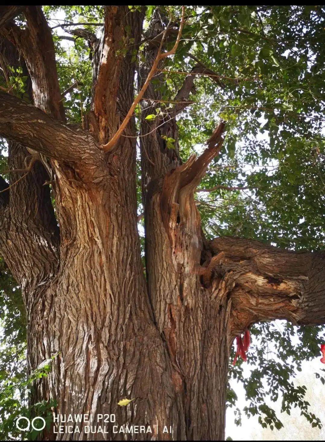 成武县古树,临武县古树