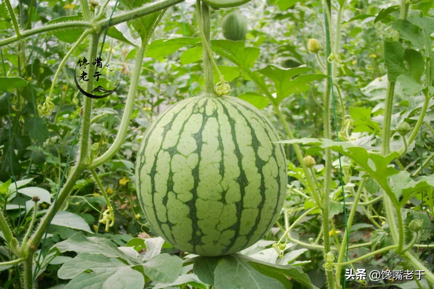 小暑节气的水果有哪些,小暑吃什么水果好