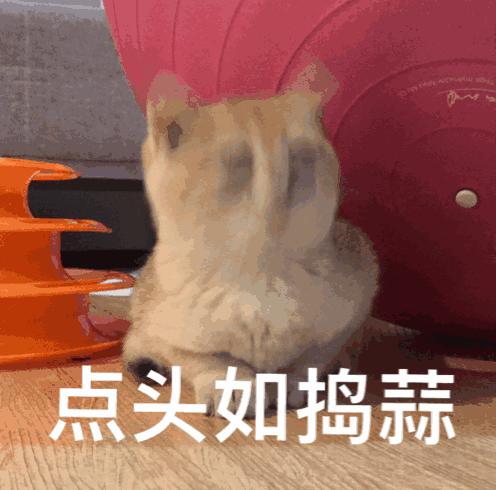 为什么有招财猫却没有招财狗鱼,为什么只有流浪猫没有流浪狗