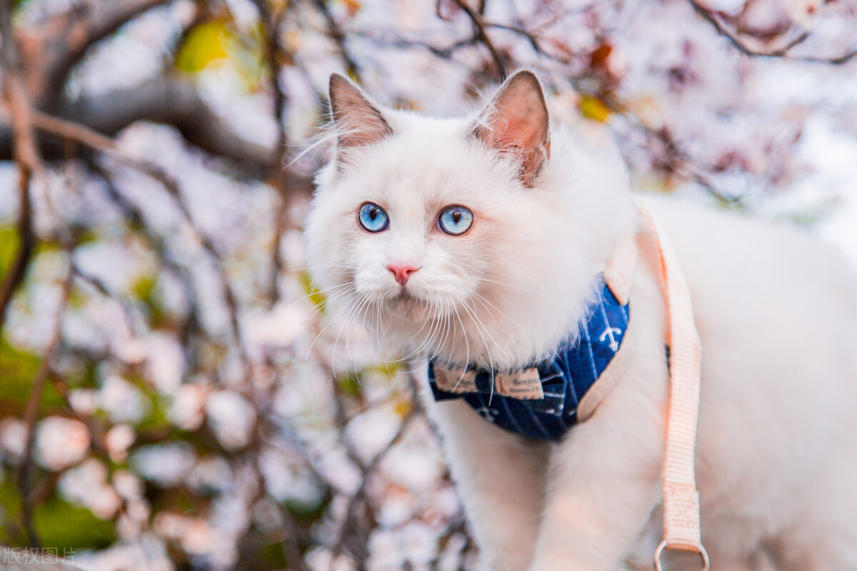 两个月大的猫咪拉稀怎么办,两个多月的猫咪拉稀什么原因