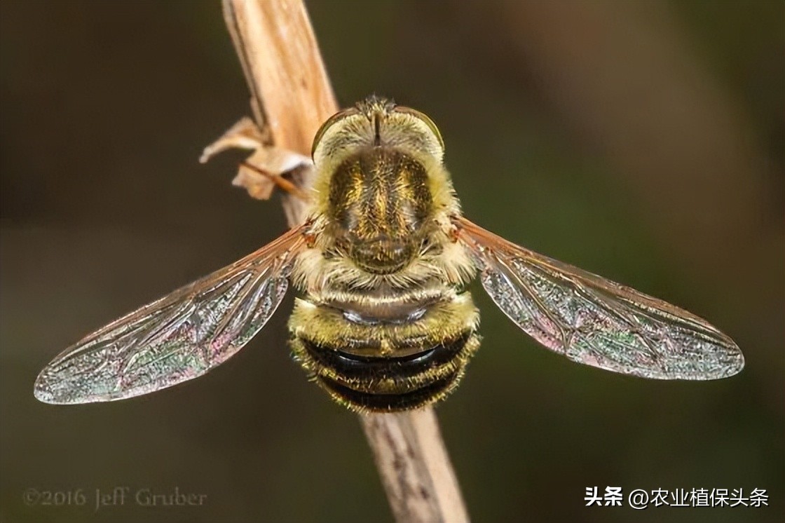 昆虫的习性与行为与害虫防治,害虫防治与昆虫分类