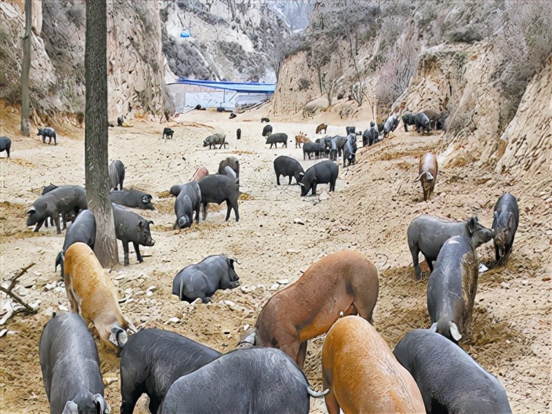 回乡养猪带领村民致富,大姐带村民发家致富