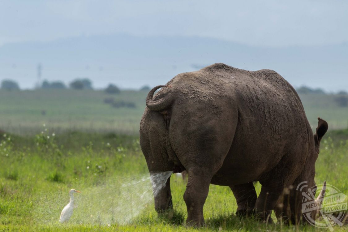 100个动物搞笑图,各种搞笑奇葩的动物图片你见过吗