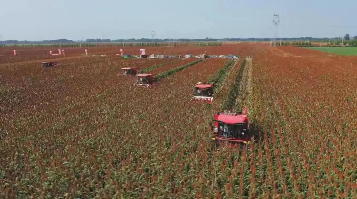 1斤纯粮酒酿造成本只要5元钱？四川65岁酿酒师“捅破”白酒*局骗**