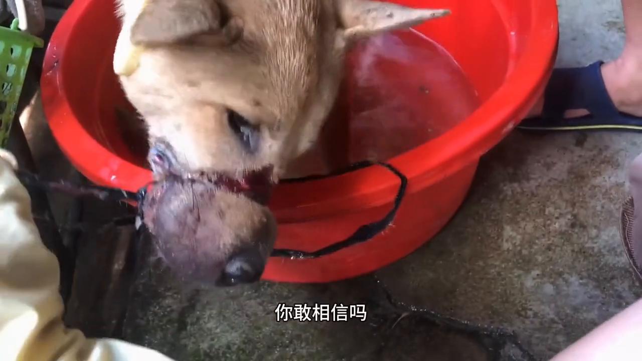 狗狗脖子被铁链深深勒住好心救援,狗狗脖子被铁丝缠住救助