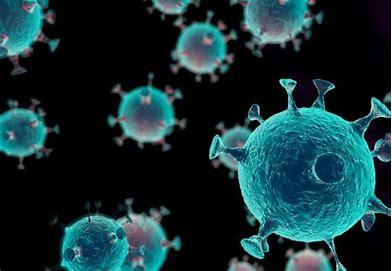 bq1.1传染率,bq1病毒毒性大致死率上升