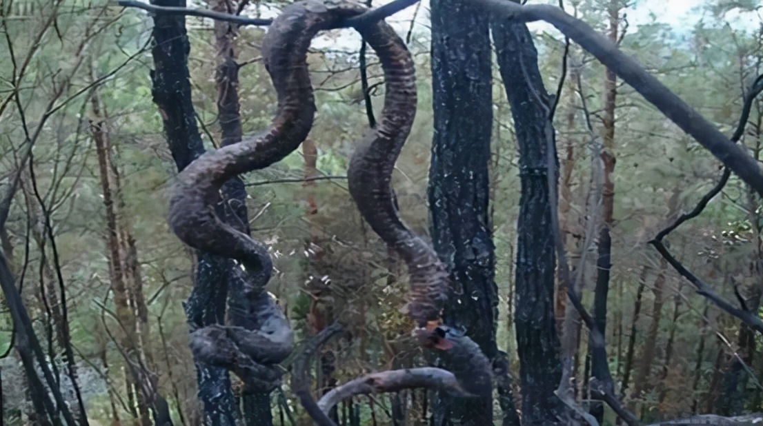 古代长江走蛟事件,长江走蛟事件真实性