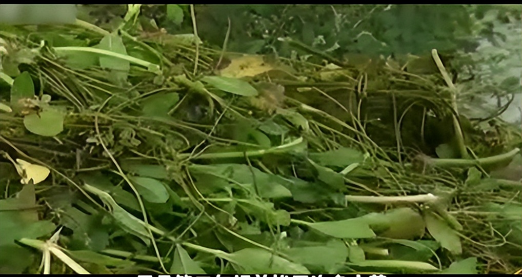 两只螃蟹拍卖出20万，农村大叔养出天价蟹，带动当地年收入20亿