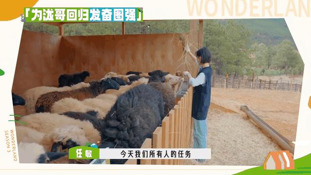 孟子义桃花坞捡羊粪是哪一期,敖瑞鹏桃花坞铲羊粪