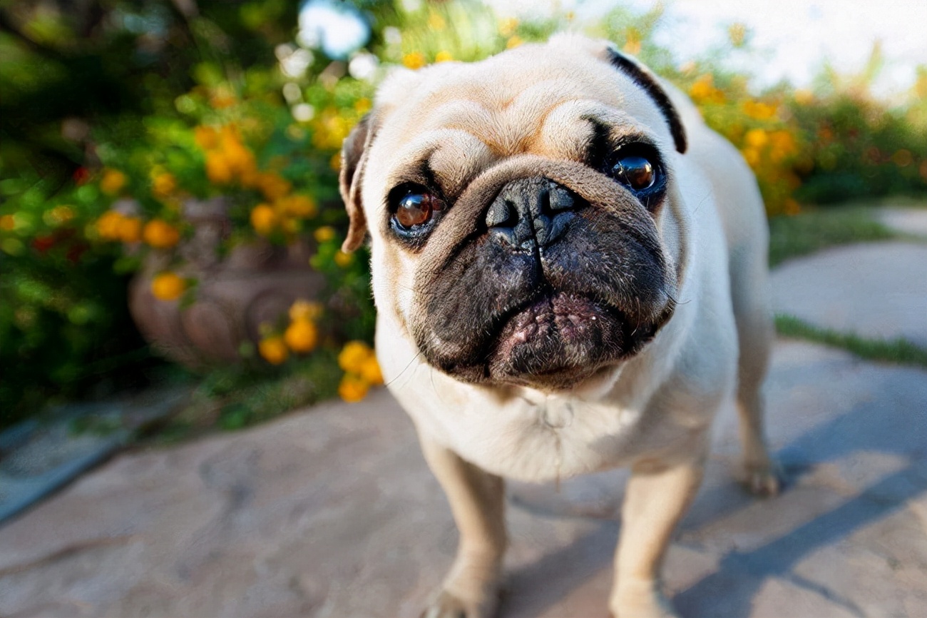 巴哥犬吃什么吐什么怎么回事,巴哥犬呕吐发抖怎么回事