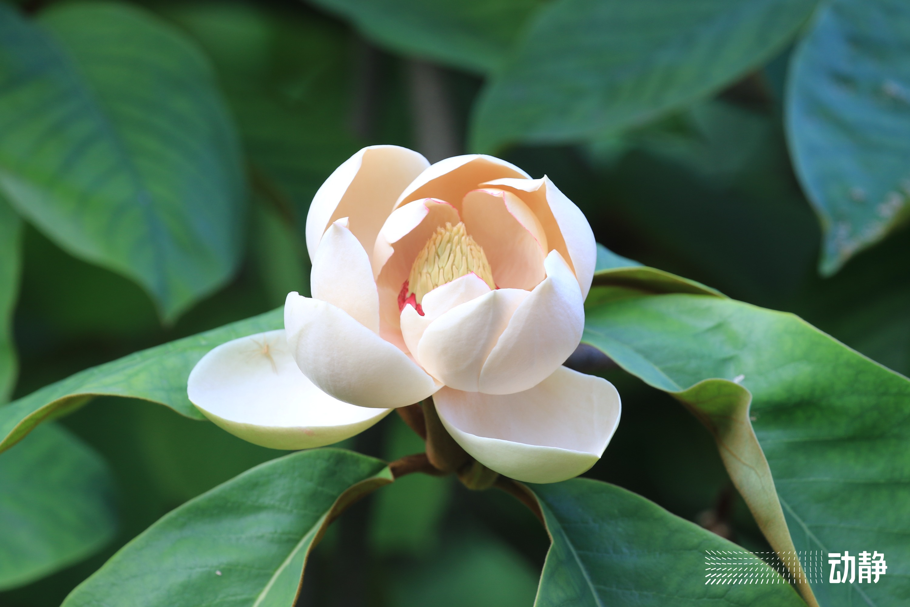 贵州野性,野性贵州有问必答