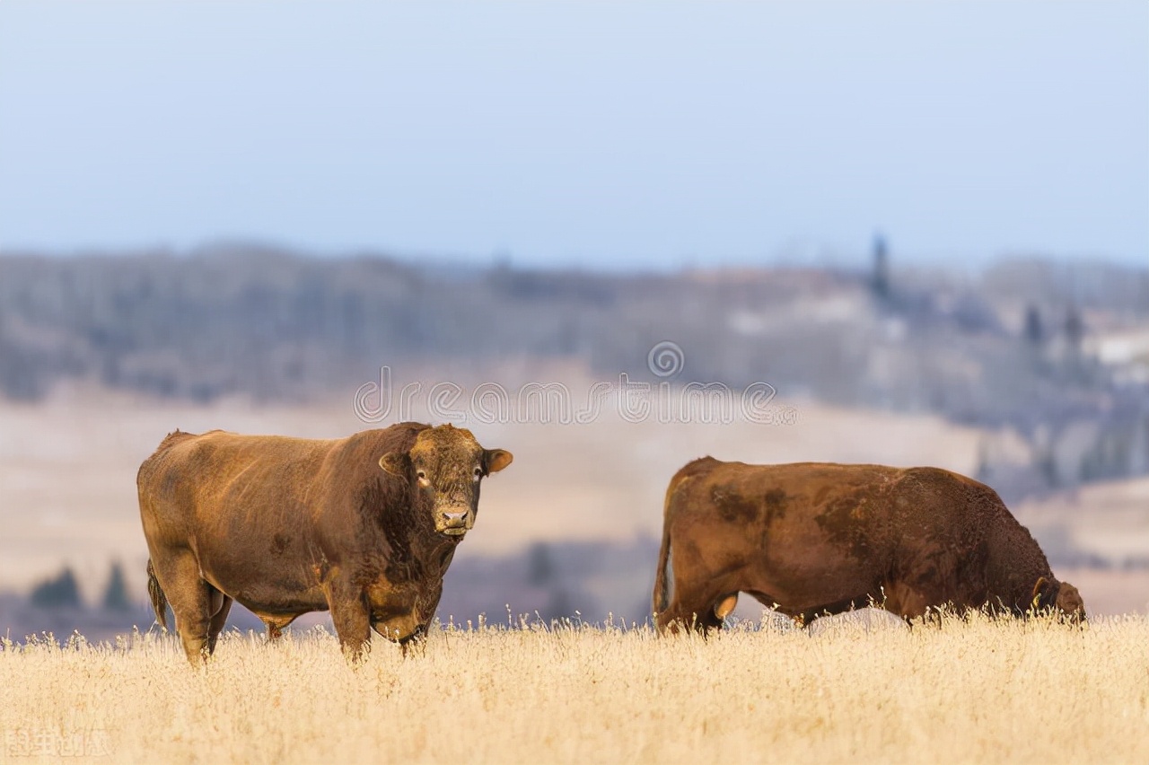 加拿大黑牛原先有1亿头,后来引进美国杂交牛,被打的只剩300头