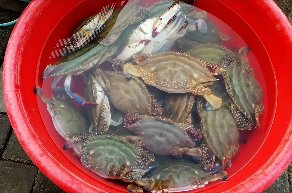 网上买梭子蟹为什么都是冷冻的,买的冷冻梭子蟹怎么做