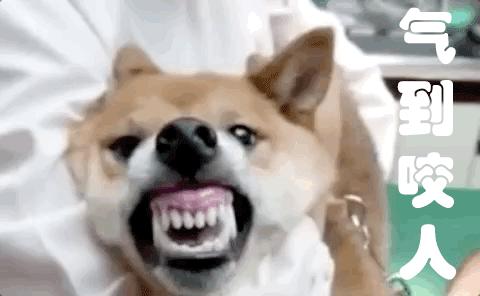 路上遇到恶犬咬自家狗怎么办,遛狗遇到凶狗咬自己的狗怎么办