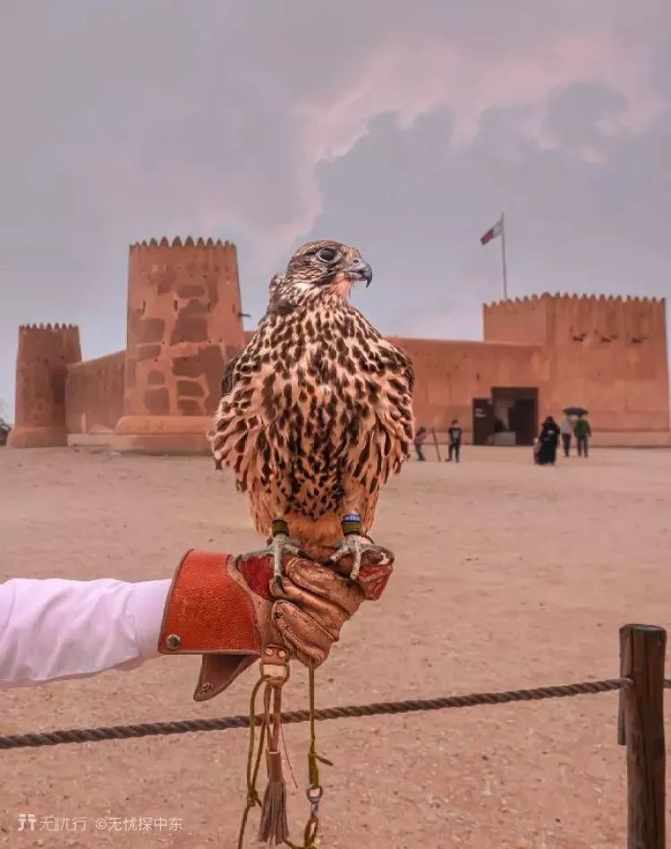 世界杯绝密手稿,世界杯精彩锦囊