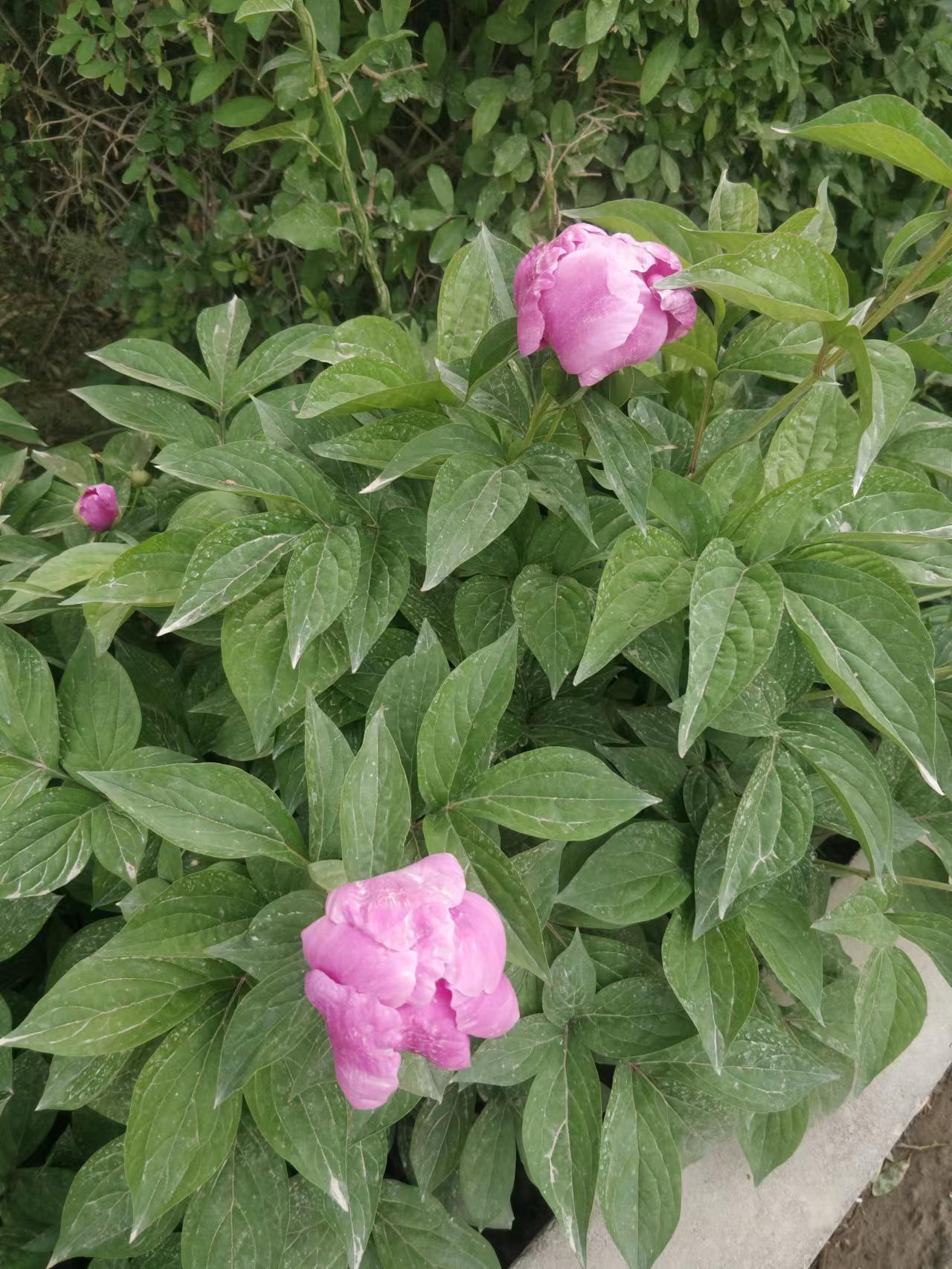 新疆姑娘阿孜古丽,霍城阿依孜古丽