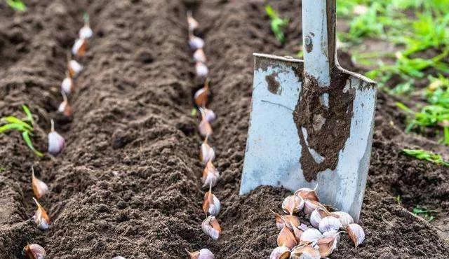 大蒜天然抗生素健康守护神,大蒜最佳高产药