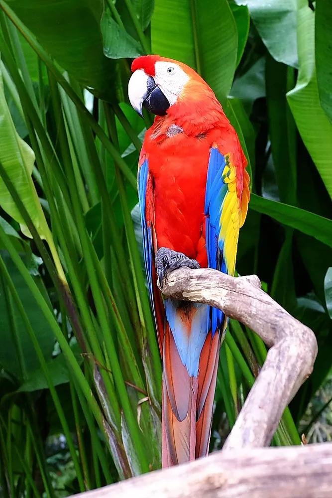 图片欣赏-金刚鹦鹉