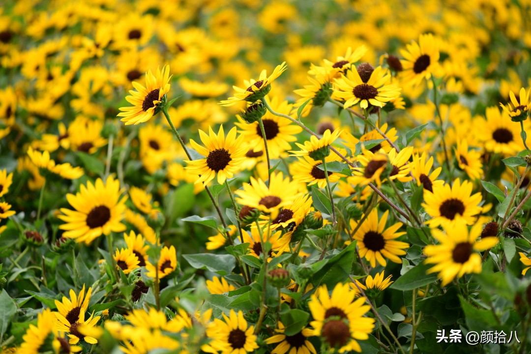 光辉岁月向日葵单朵花能开多少天,光辉岁月向日葵开花效果