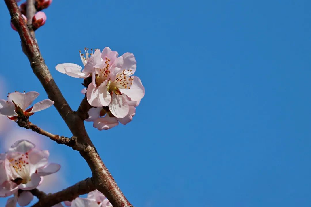 心中一枝梅,心上一枝梅