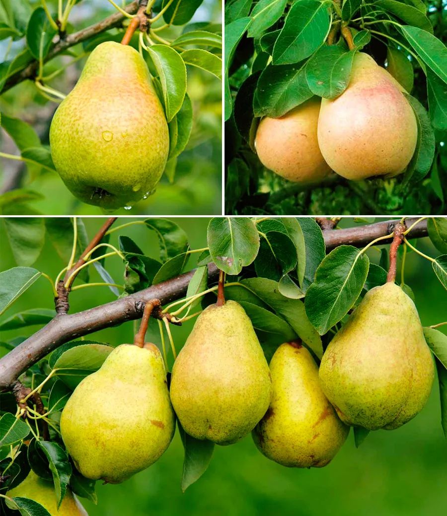 梨树上的生命物语