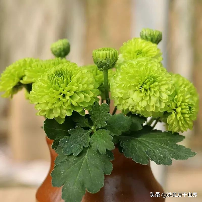 中国十大稀有珍贵菊花品种图片,一年四季开花的菊花有哪些品种