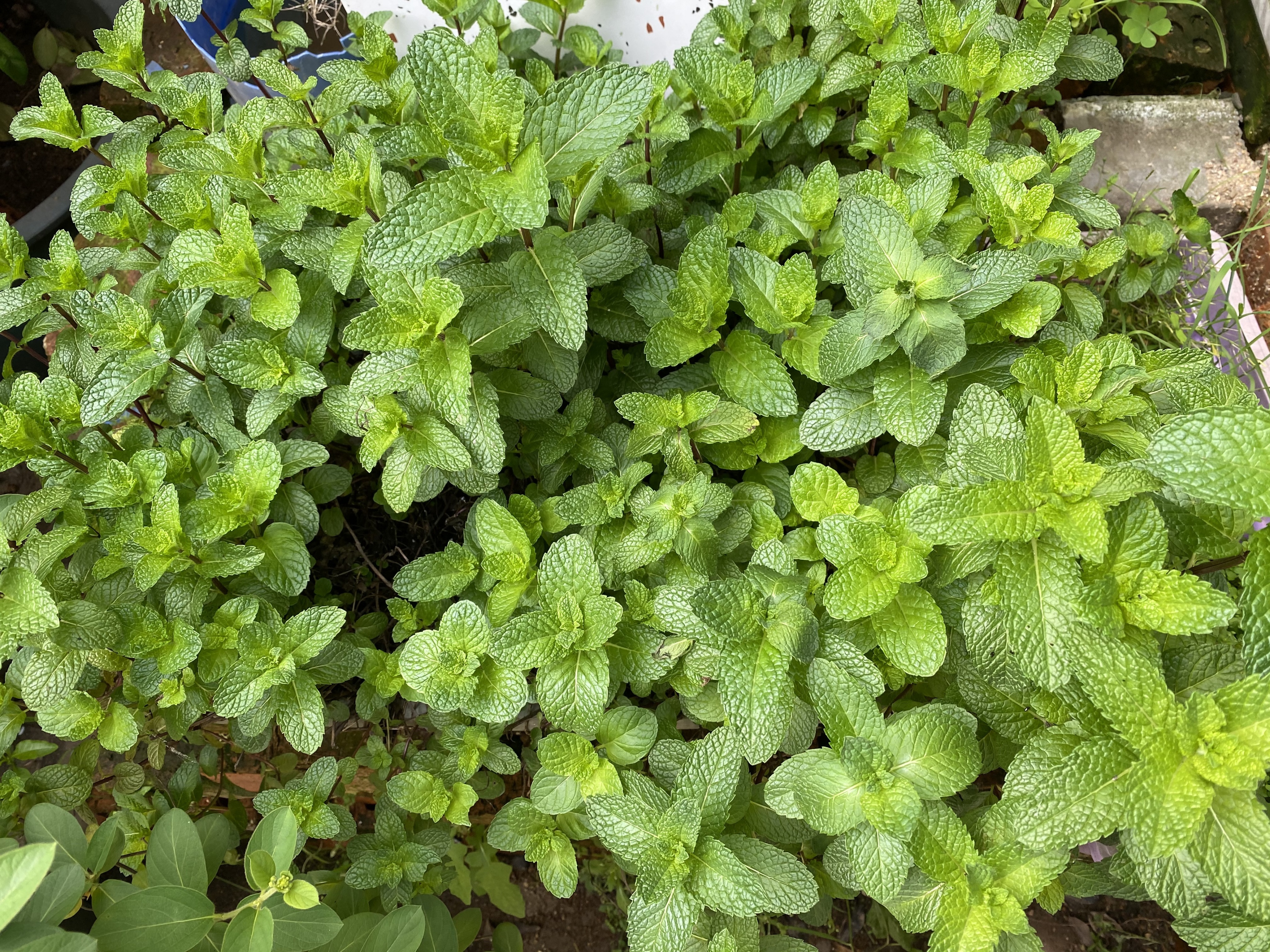 薄荷盆栽养护简单,家庭盆栽薄荷放什么长得好