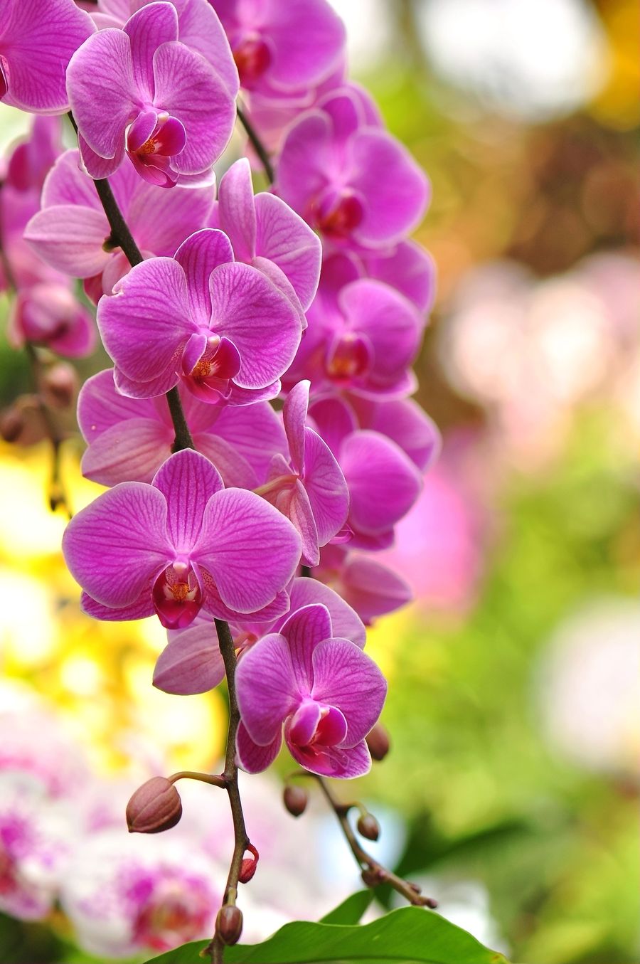 20种吉祥的花,20种年宵花高端又大气