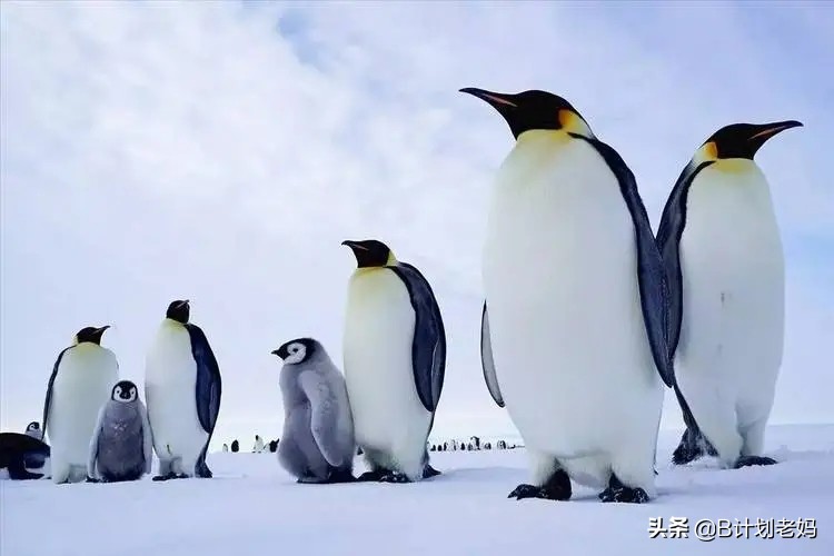 关于动物的英语电影推荐小学生,最好看的英语动物电影