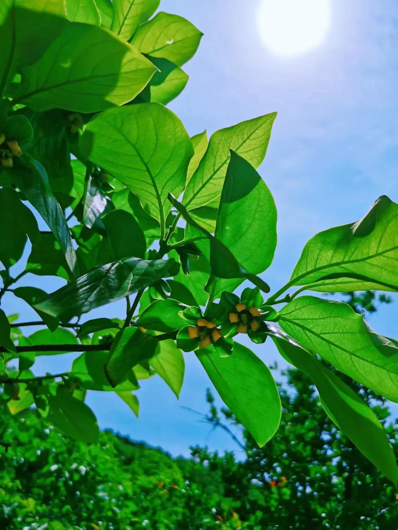 日本甜柿子几年挂果,日本甜柿子栽培技术