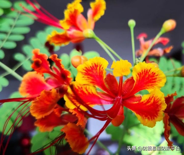 从发芽到开花的乐趣,从种子到果实成熟的感悟