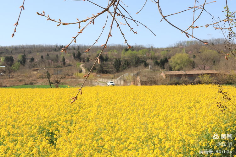 渑池孟村：油菜花儿香，蜜蜂采蜜忙