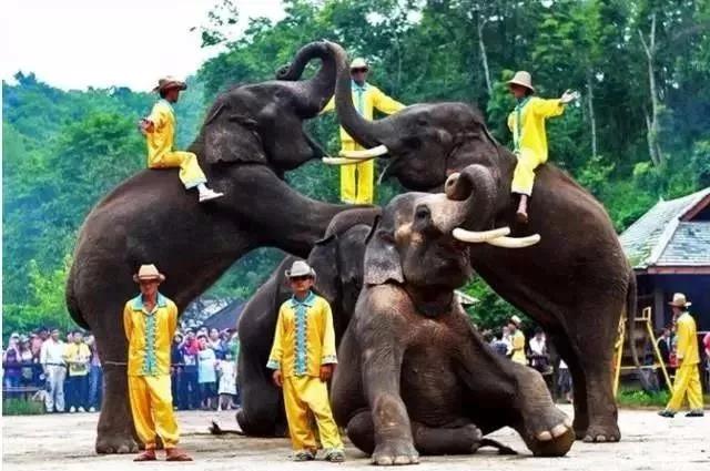 云南西双版纳旅游攻略app,云南西双版纳旅游攻略自由行12月