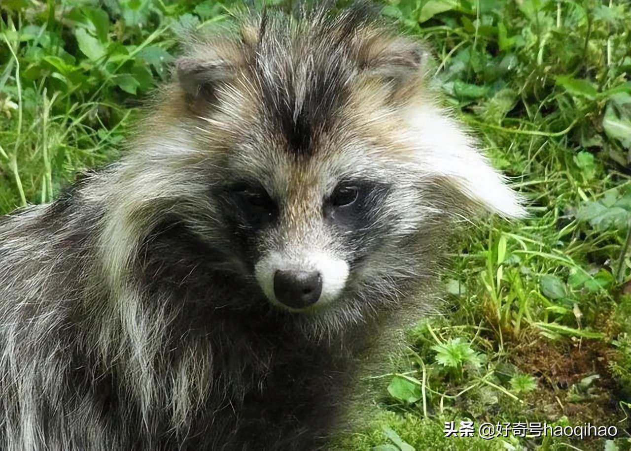 毁童年!干脆面上印的竟然不是小浣熊?