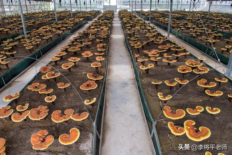 美国士兵拔火罐,美军晒拔火罐照片