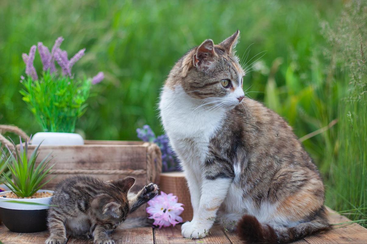 流浪猫流浪并不觉得自己可怜,快饿死的可怜流浪猫
