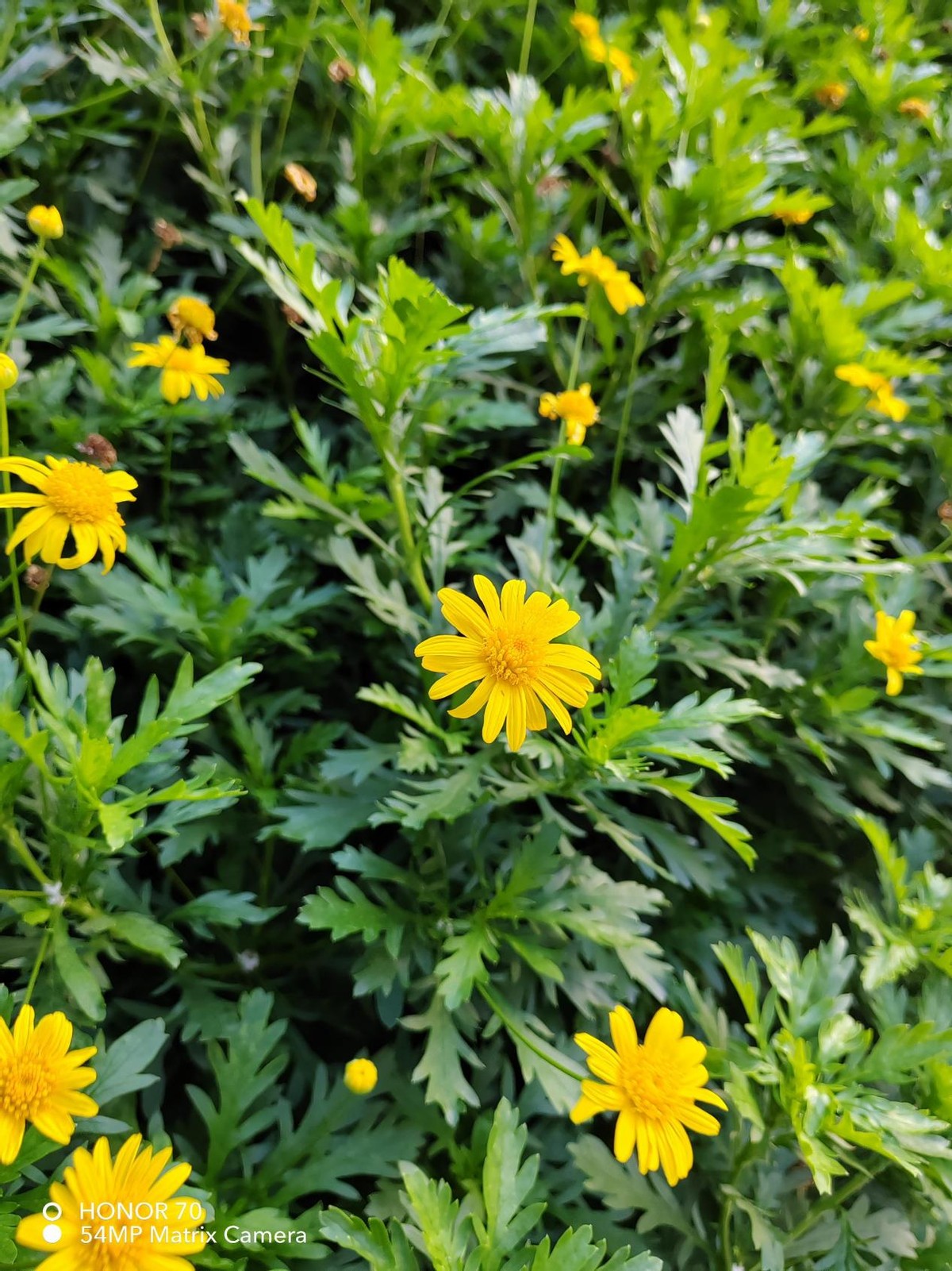 6月7日首销，2699元起让你自带“主角”光环，荣耀70上手评测