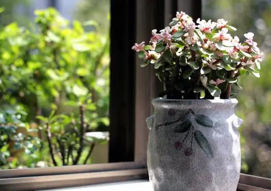 家里种的花有虫子有灭虫子方法吗,家里养的花除虫