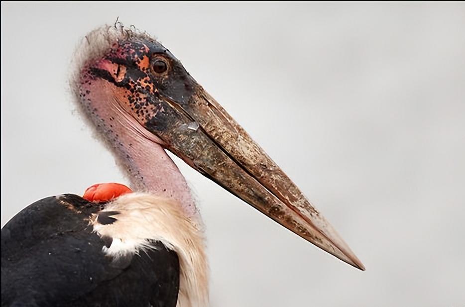 消失40多年的超丑大鸟现身大理，传说能克死皇帝？如今超受欢迎！