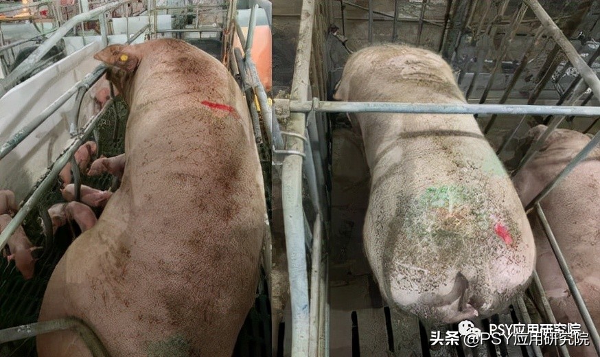 猪场母猪断配率标准,母猪断乳怎么管理