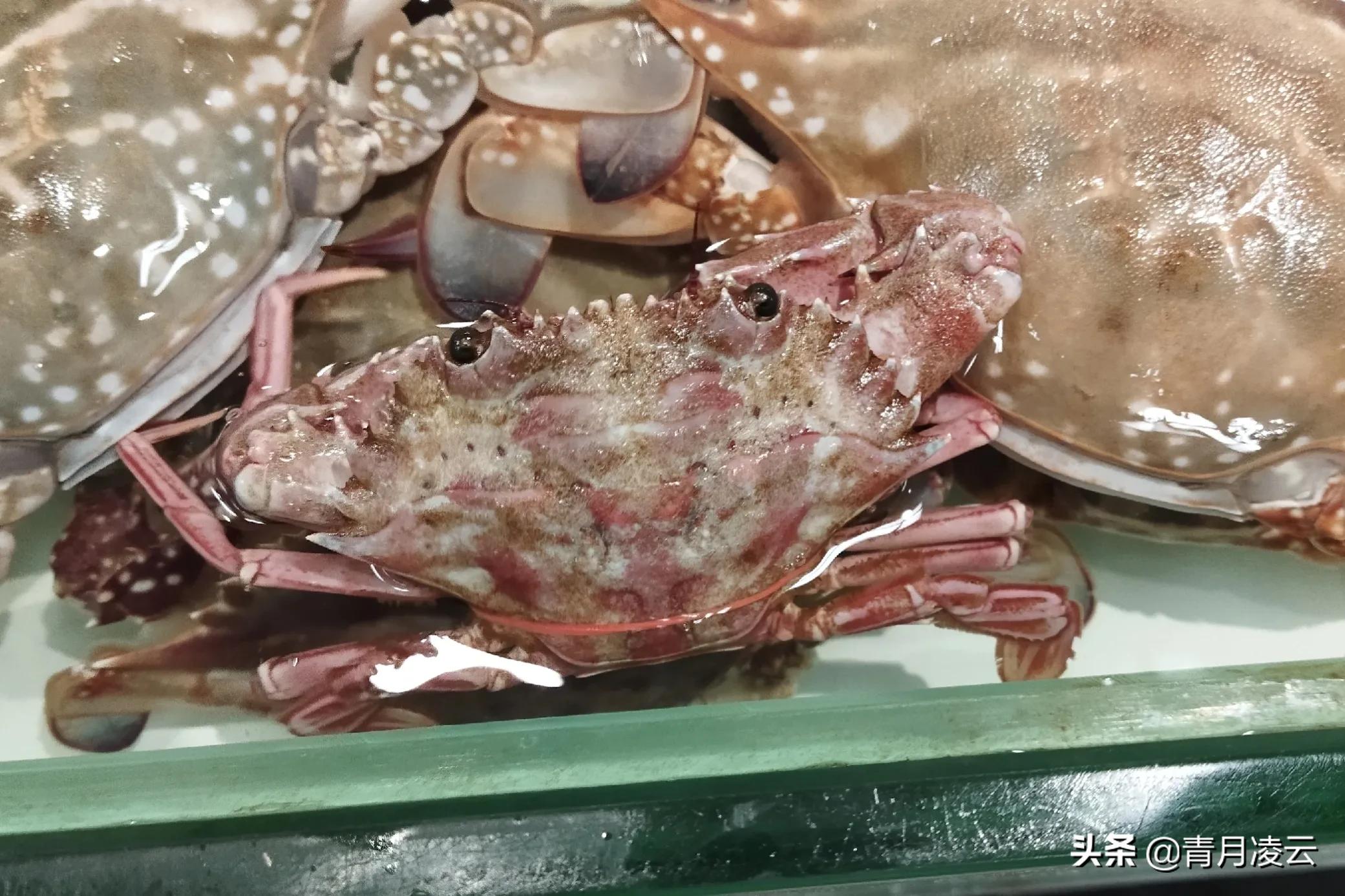 海鲜市场常见海产品图鉴,海鲜市场常见海产品图鉴表图例