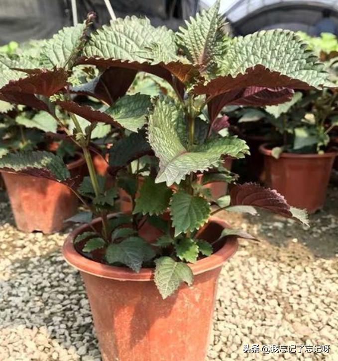 阳台种植水果用什么肥料好,适合阳台种植的水果有哪些