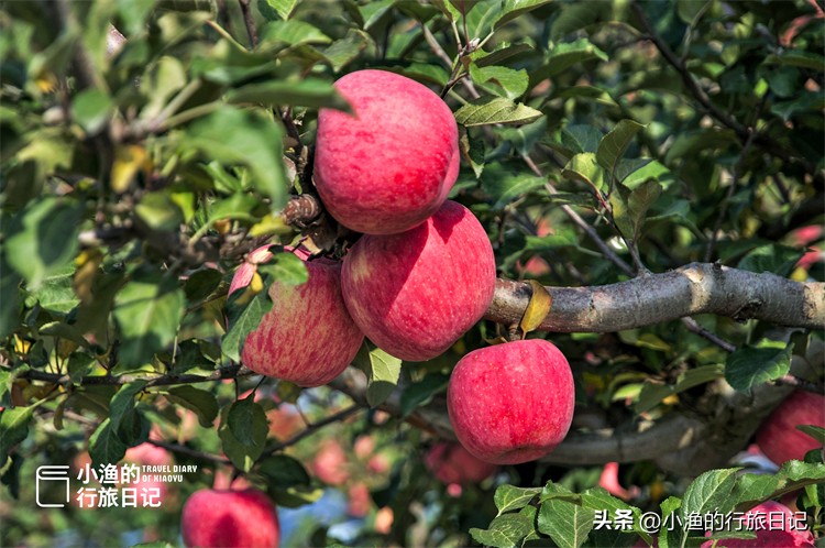 正宗陕西洛川红富士苹果水果,正宗陕西洛川苹果大果